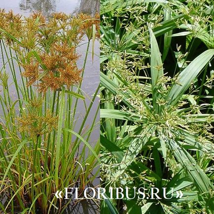 O planta de cyperus la domiciliu fotografie papyrus cyperus și frunze alternative, plantare,