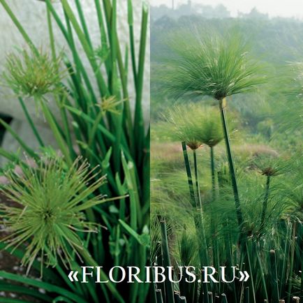 O planta de cyperus la domiciliu fotografie papyrus cyperus și frunze alternative, plantare,