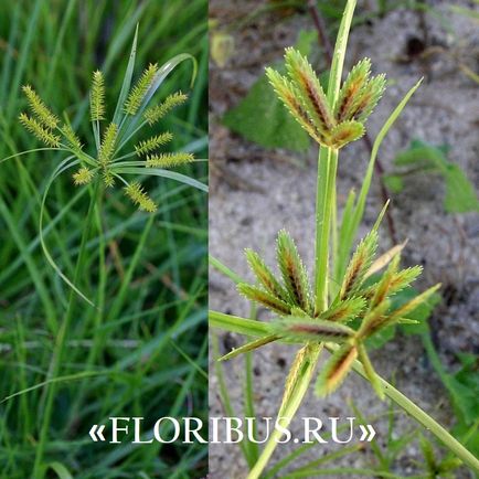 O planta de cyperus la domiciliu fotografie papyrus cyperus și frunze alternative, plantare,