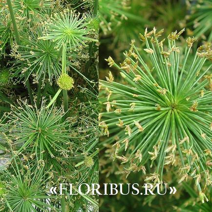 O planta de cyperus la domiciliu fotografie papyrus cyperus și frunze alternative, plantare,