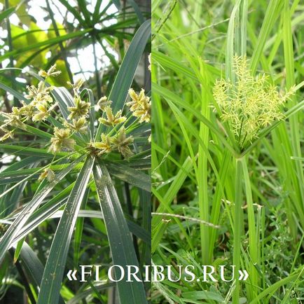 O planta de cyperus la domiciliu fotografie papyrus cyperus și frunze alternative, plantare,