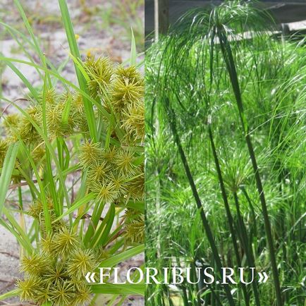 O planta de cyperus la domiciliu fotografie papyrus cyperus și frunze alternative, plantare,