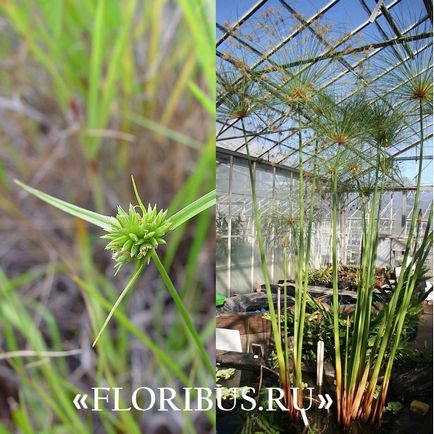 Tsiperus növény otthon Photo tsiperusa papirusz és ocherednolistny, ültetés,