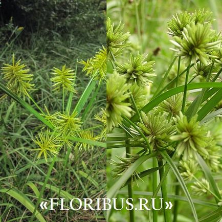 O planta de cyperus la domiciliu fotografie papyrus cyperus și frunze alternative, plantare,