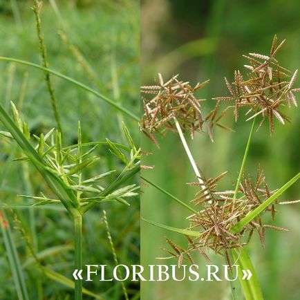 O planta de cyperus la domiciliu fotografie papyrus cyperus și frunze alternative, plantare,