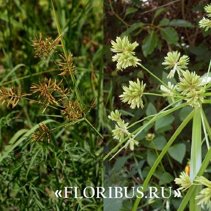 O planta de cyperus la domiciliu fotografie papyrus cyperus și frunze alternative, plantare,