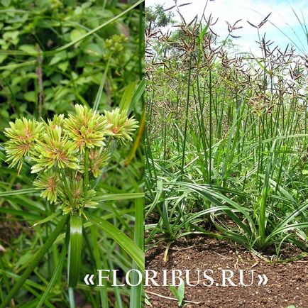 O planta de cyperus la domiciliu fotografie papyrus cyperus și frunze alternative, plantare,