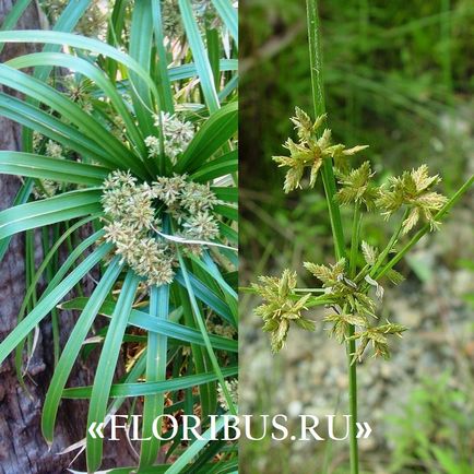 O planta de cyperus la domiciliu fotografie papyrus cyperus și frunze alternative, plantare,