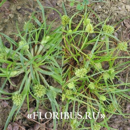 O planta de cyperus la domiciliu fotografie papyrus cyperus și frunze alternative, plantare,