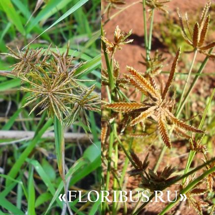 O planta de cyperus la domiciliu fotografie papyrus cyperus și frunze alternative, plantare,