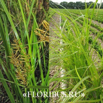 O planta de cyperus la domiciliu fotografie papyrus cyperus și frunze alternative, plantare,