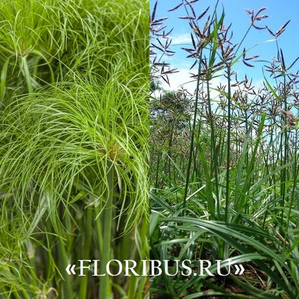 O planta de cyperus la domiciliu fotografie papyrus cyperus și frunze alternative, plantare,