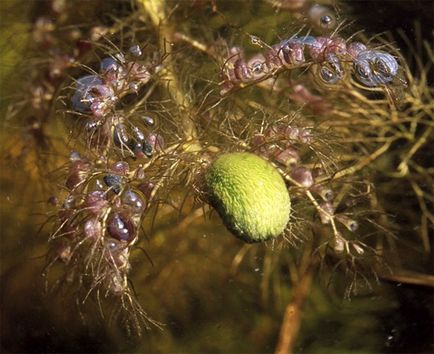 Plantele Predator, necunoscute despre faptele cunoscute - interesante despre plante și animale