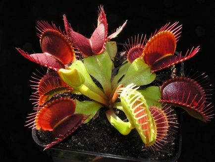 Plant ragadozók - scisne (faj ezek a növények) Plant ragadozók - scisne