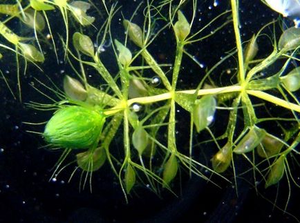 Plant ragadozók - scisne (botanikának növényi biológia növényi húsevő növények ragadozók) Plant ragadozók - scisne