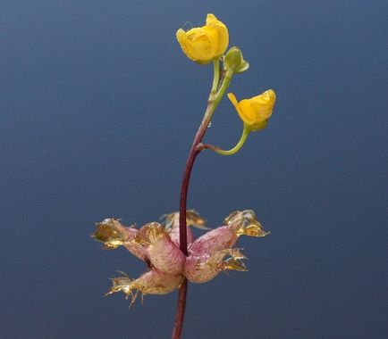 Plant ragadozók - scisne (szőrszálak nőnek) Plant ragadozók - scisne