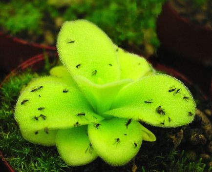 Plant ragadozók - scisne (botanikának növényi biológia növényi húsevő növények ragadozók) Plant ragadozók - scisne