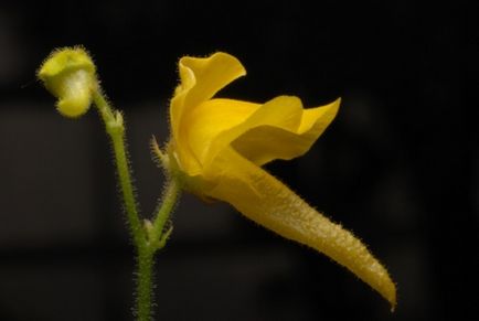 Plant ragadozók - scisne (botanikának növényi biológia növényi húsevő növények ragadozók) Plant ragadozók - scisne