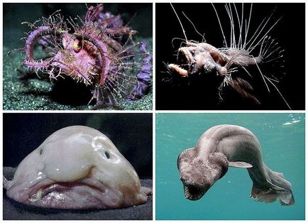 Рідкісні риби в морських глибинах (10 фото)