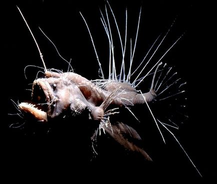 Рідкісні риби в морських глибинах (10 фото)