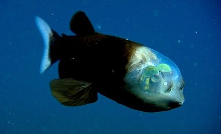 Pești rare în adâncurile mării (10 fotografii)