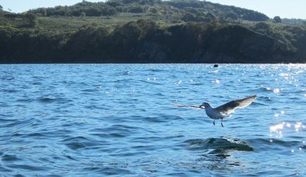 Pescuitul pe mare japonez prinde pește flounder de navaga plaga japoneză mare