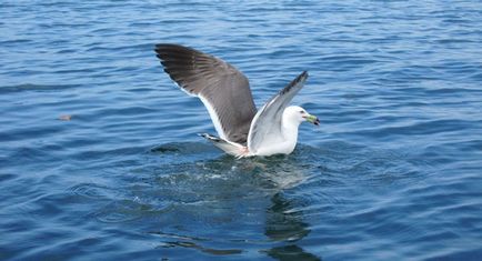 Риболовля на японському морі ловля камбали риби японського моря камбала навага