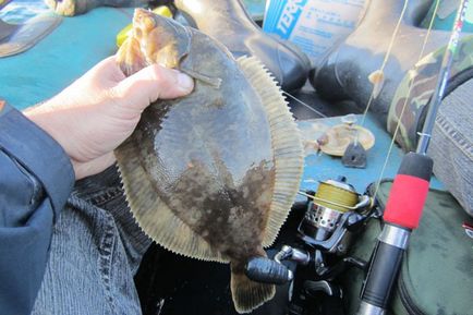 Pescuitul pe mare japonez prinde pește flounder de navaga plaga japoneză mare