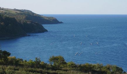 Pescuitul pe mare japonez prinde pește flounder de navaga plaga japoneză mare