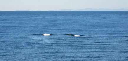 Риболовля на японському морі ловля камбали риби японського моря камбала навага