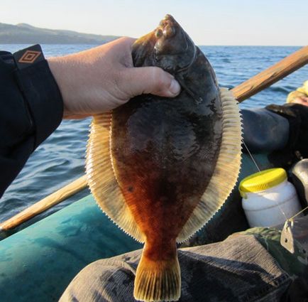 Риболовля на японському морі ловля камбали риби японського моря камбала навага