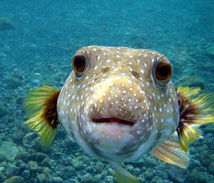 Fish-dog sau skalozub (takifugu rubripes)