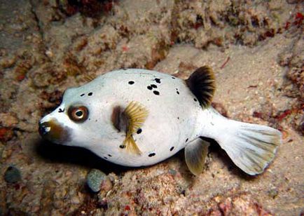 Fish-dog sau skalozub (takifugu rubripes)