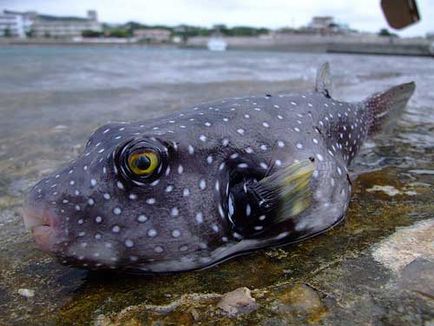 Fish-dog sau skalozub (takifugu rubripes)