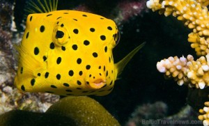 Boxfish Boxfish - un pește de acvariu, caracteristici ale conținutului acestuia