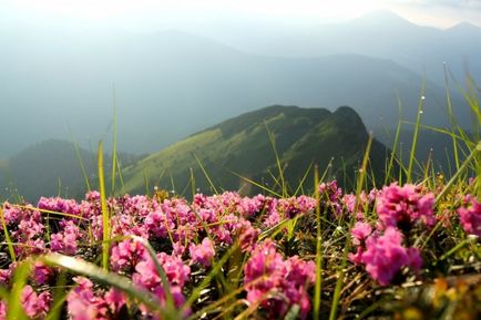 Rhododendron Carpații Orientali - Ruta chervona - apă - o sursă de frumusețe și de tineret