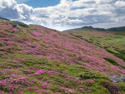 Rhododendron Carpații Orientali - Ruta chervona - apă - o sursă de frumusețe și de tineret