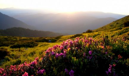 Rhododendron Carpații Orientali - Ruta chervona - apă - o sursă de frumusețe și de tineret