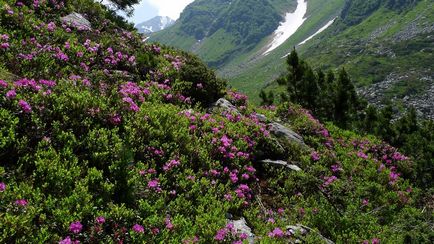 Rhododendron Carpații Orientali - Ruta chervona - apă - o sursă de frumusețe și de tineret