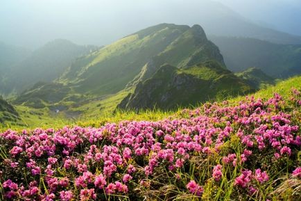 Rhododendron Carpații Orientali - Ruta chervona - apă - o sursă de frumusețe și de tineret