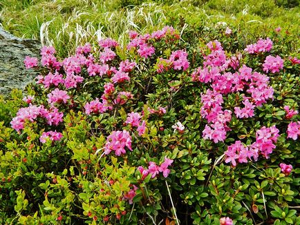 Rhododendron Carpații Orientali - Ruta chervona - apă - o sursă de frumusețe și de tineret