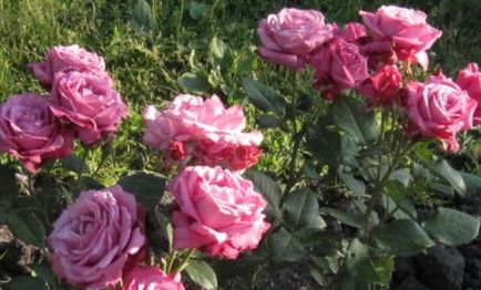 Роза «блю парфум» опис, фото, посадка і вирощування блакитної троянди
