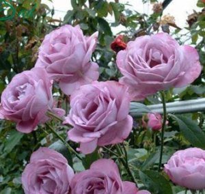 Роза «блю парфум» опис, фото, посадка і вирощування блакитної троянди