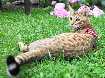 Russicats, розплідник кішок породи Серенгеті