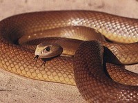 Сама отруйна змія в світі