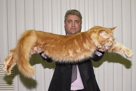 Cele mai mari pisici din lume
