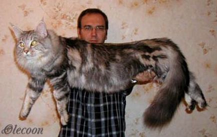A legnagyobb macska a világon kép - cat show (fotók) A legnagyobb macska a világon kép - a macska show-