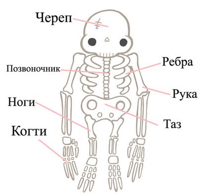 Cele mai interesante fapte despre leneți, vivareit