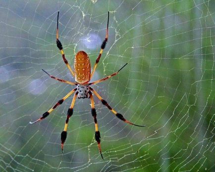 Cei mai îngrozitori păianjeni sunt mituri și realități