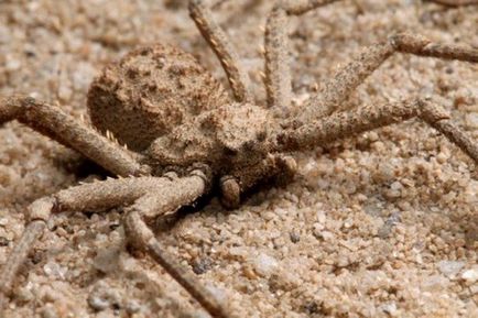 Найстрашніші павуки - міфи і реальність
